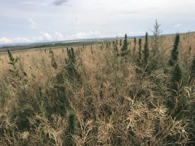 Прикрепленное изображение: п.jpg